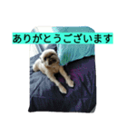 あたし、犬社長でございます（個別スタンプ：22）