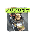 あたし、犬社長でございます（個別スタンプ：24）