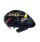 くろちゃん①（個別スタンプ：1）