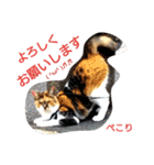 うちの猫すたんぷ②（個別スタンプ：39）