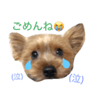 可愛いチョコさん（個別スタンプ：1）