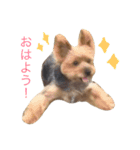 可愛いチョコさん（個別スタンプ：10）
