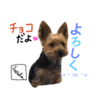 可愛いチョコさん（個別スタンプ：11）