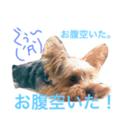 可愛いチョコさん（個別スタンプ：14）