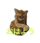 go go chataro！（個別スタンプ：1）