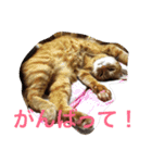 go go chataro！（個別スタンプ：3）