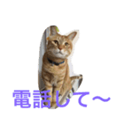go go chataro！（個別スタンプ：4）