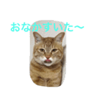 go go chataro！（個別スタンプ：7）