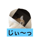 go go chataro！（個別スタンプ：8）