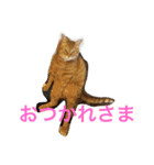 go go chataro！（個別スタンプ：9）