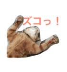 go go chataro！（個別スタンプ：10）