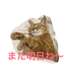 go go chataro！（個別スタンプ：16）