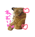 catr（個別スタンプ：1）