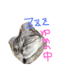 catr（個別スタンプ：2）