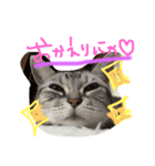 catr（個別スタンプ：3）