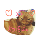 catr（個別スタンプ：4）