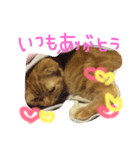 catr（個別スタンプ：5）