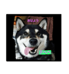 黒柴ゴン太（個別スタンプ：1）