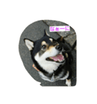 黒柴ゴン太（個別スタンプ：3）
