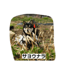 黒柴ゴン太（個別スタンプ：7）