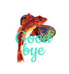 Greeting fish（個別スタンプ：3）