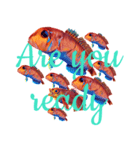 Greeting fish（個別スタンプ：6）