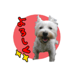 ウエスティのおんなのこ（個別スタンプ：4）