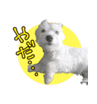 ウエスティのおんなのこ（個別スタンプ：5）