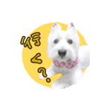 ウエスティのおんなのこ（個別スタンプ：7）