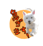 ウエスティのおんなのこ（個別スタンプ：12）
