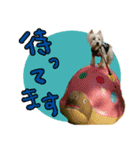 ウエスティのおんなのこ（個別スタンプ：13）