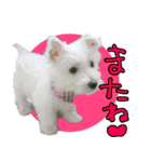 ウエスティのおんなのこ（個別スタンプ：15）