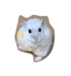 ハムス（個別スタンプ：1）