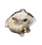 ハムス（個別スタンプ：6）