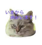 しーまてらす さいべりにゃんず2（個別スタンプ：4）