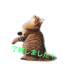 しーまてらす さいべりにゃんず2（個別スタンプ：5）