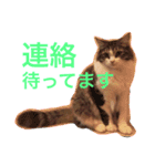 しーまてらす さいべりにゃんず2（個別スタンプ：6）