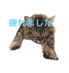 しーまてらす さいべりにゃんず2（個別スタンプ：7）