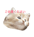 しーまてらす さいべりにゃんず2（個別スタンプ：9）