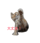 しーまてらす さいべりにゃんず2（個別スタンプ：10）