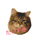 しーまてらす さいべりにゃんず2（個別スタンプ：14）