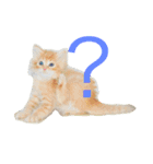 しーまてらす さいべりにゃんず2（個別スタンプ：16）