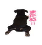 MAX001（個別スタンプ：11）