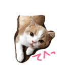 猫 モチ（個別スタンプ：1）