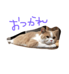 猫 モチ（個別スタンプ：2）