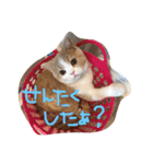 猫 モチ（個別スタンプ：3）