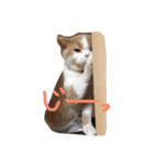猫 モチ（個別スタンプ：4）