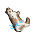 猫 モチ（個別スタンプ：5）