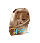 猫 モチ（個別スタンプ：6）