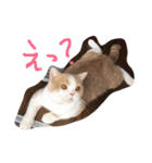 猫 モチ（個別スタンプ：7）